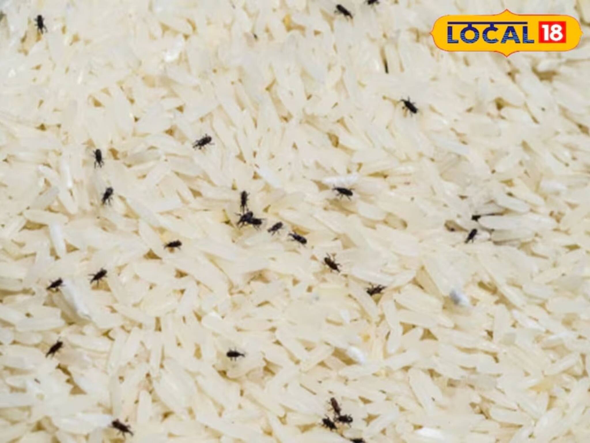 Kitchen Hacks: চালে গিজগিজ করছে কালো পোকা, ভুলেও ফেলবেন না...! ২-৩ ঘণ্টা ফেলে রাখুন কড়া রোদে, কীটনাশক ছাড়াই পোকার বংশ হবে নির্বংশ