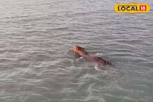 শীতের মরশুমের শুরুতেই কপাল খুলল পর্যটকদের! নভেম্বরের গোড়াতেই দেখা দিল দক্ষিণরায়