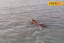 Royal Bengal Tiger: শীতের মরশুমের শুরুতেই কপাল খুলল পর্যটকদের! সুন্দরবনে ঘুরতে যাওয়া সার্থক, নভেম্বরের গোড়াতেই দেখা দিল দক্ষিণরায়