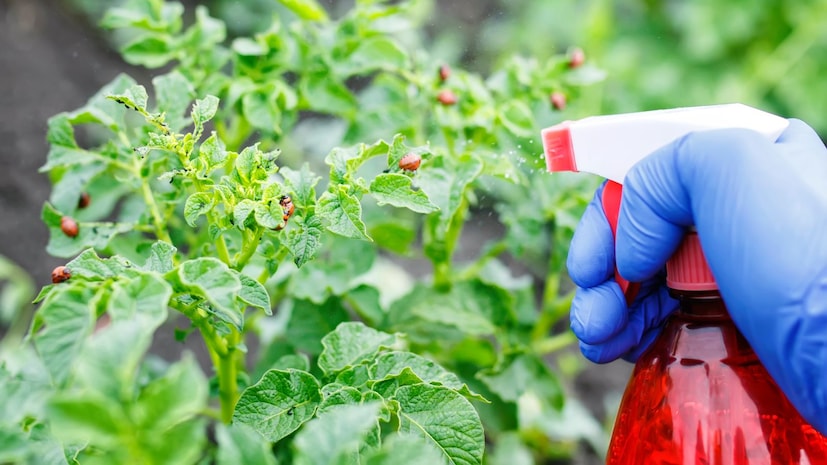 এতে সারফ্যাক্ট্যান্ট হিসাবে ১-২ মিলি হালকা লিকুইড সোপ যোগ করুন, আলতো করে নাড়ুন। পাতা পুড়িয়ে দিতে পারে এমন শক্তিশালী ডিটারজেন্ট এড়িয়ে চলুন। মিশ্রণটি টাটকা থাকতেই ব্যবহার করুন বা ৪৮ ঘণ্টা পর্যন্ত ফ্রিজে রাখুন, কারণ উদ্বায়ী উপাদানগুলি ছড়িয়ে পড়ার সঙ্গে সঙ্গে এর শক্তি কমে যায়।