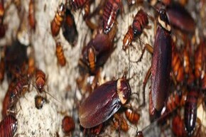 ঘরময় থিকথিক করছে 'তেলাপোকা'...! ১ মিনিটে ভ্যানিশ হবে, শিখে নিন তাড়ানোর সবচেয়ে সহজ 'ট্রিক'!