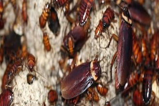 ঘরময় থিকথিক করছে 'তেলাপোকা'...! ১ মিনিটে ভ্যানিশ হবে, শিখে নিন তাড়ানোর সবচেয়ে সহজ 'ট্রিক'!