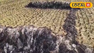 শান্তিপুরে ধান ক্ষেতে আগুন