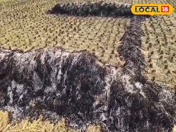 শান্তিপুরে ধান ক্ষেতে আগুন শান্তিপুরে ধান ক্ষেতে আগুন