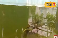 গোটা বিশ্বে একমাত্র সুন্দরবনেই দেখা মেলে এই প্রাণীর, দেখুন ভিডিও