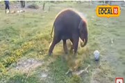 ফুটবল খেলায় মত্ত ৩ মাসের হাতির ছানা, জলদাপাড়ার ভিডিও ভাইরাল