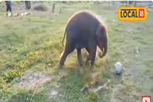 Jaldapara: ফুটবল খেলায় মত্ত ৩ মাসের হাতির ছানা, জলদাপাড়ার ভিডিও ভাইরাল