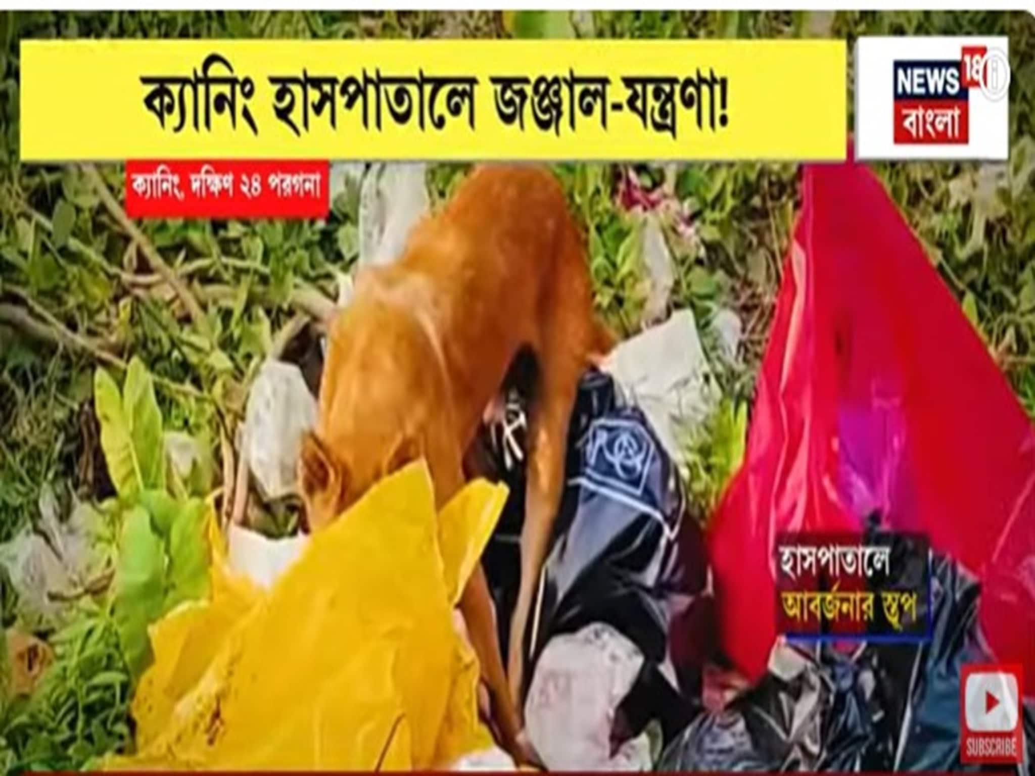 Canning Hospital: গত ১ মাস ধরে ভোগান্তির একশেষ, ক্যানিং হাসপাতাল চত্বরে জঞ্জাল-যন্ত্রণা