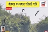 কাঁকসার গড় জঙ্গলে পরিযায়ী পাখি, ভিন দেশ থেকে আসছে পাখিদের ঝাঁক