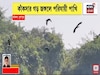 কাঁকসার গড় জঙ্গলে পরিযায়ী পাখি, ভিন দেশ থেকে আসছে পাখিদের ঝাঁক