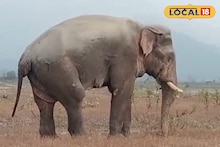 Sick Elephant: সারাক্ষণ চোখে জল, যেখানে সেখানে শুয়ে বিশ্রাম নিচ্ছে! ডুয়ার্সের অসুস্থ হাতিকে নিয়ে চিন্তায় বন দফতর, কী অবস্থা গজরাজের দেখুন