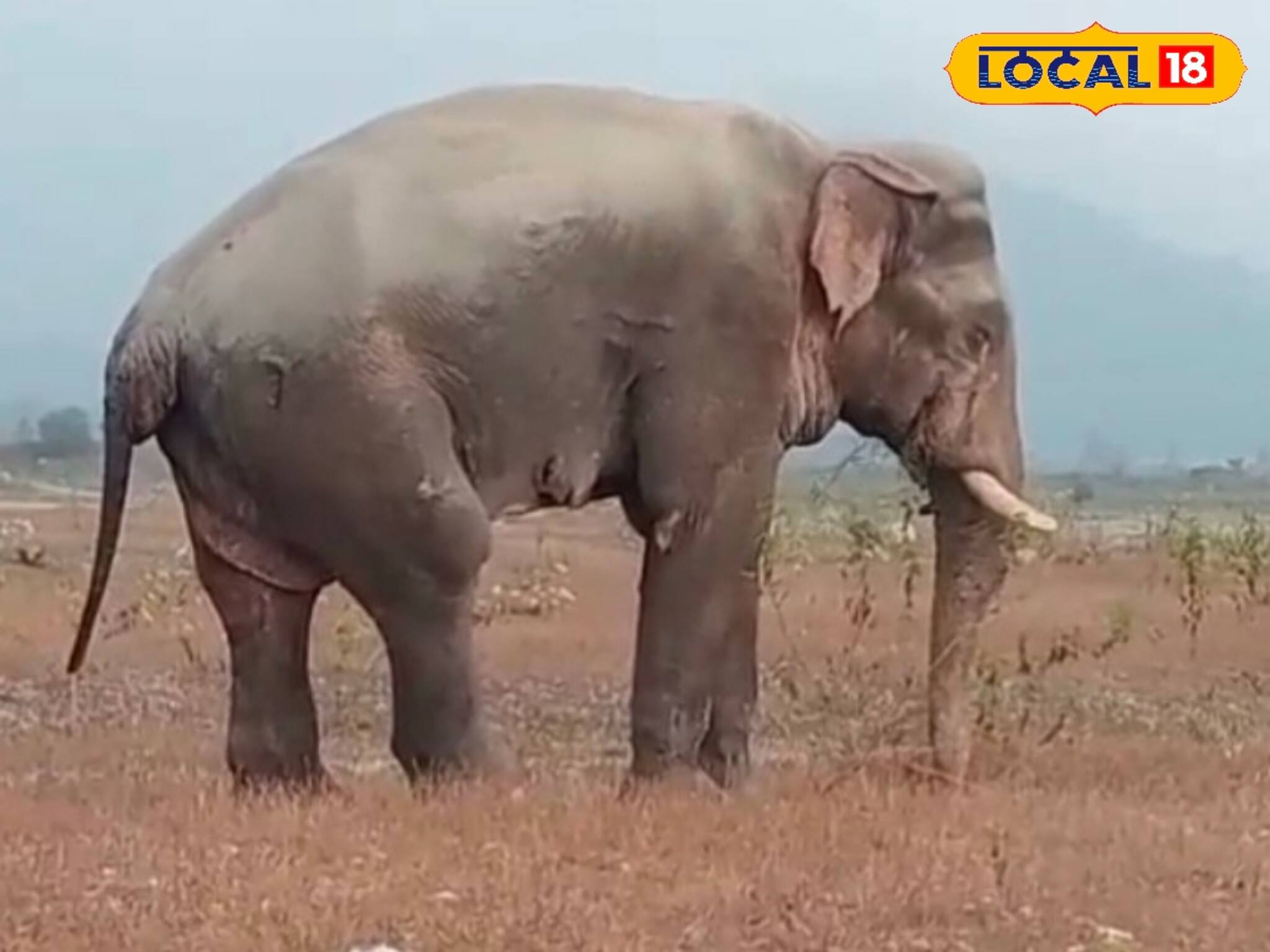 Sick Elephant: সারাক্ষণ চোখে জল, যেখানে সেখানে শুয়ে বিশ্রাম নিচ্ছে! ডুয়ার্সের অসুস্থ হাতিকে নিয়ে চিন্তায় বন দফতর, কী অবস্থা গজরাজের দেখুন