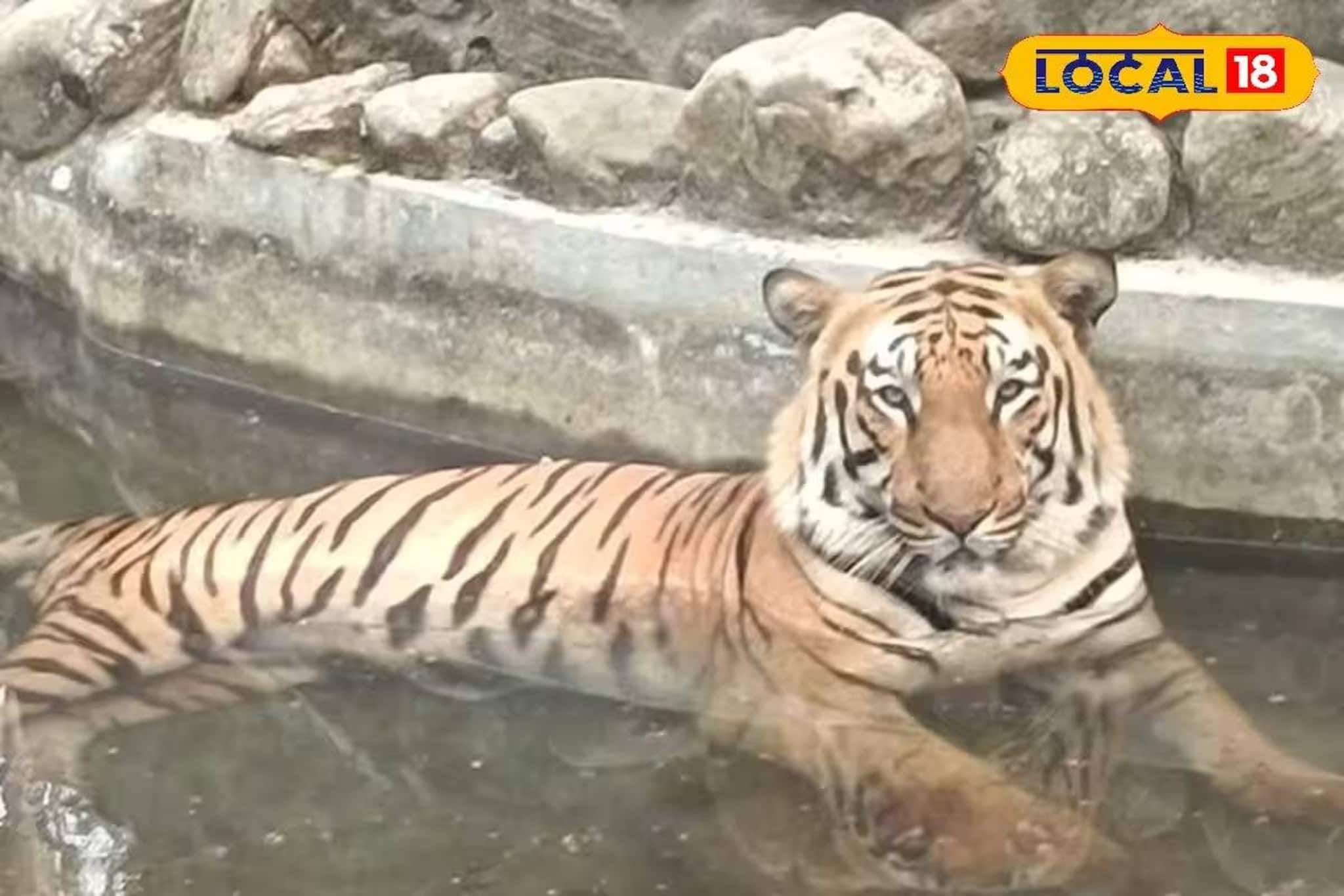 Siliguri News: পাহাড়ে ঘুরতে গিয়ে এবার দ্বিগুণ মজা! বেঙ্গল সাফারিতে বাড়ছে টাইগার এনক্লোজার, পর্যটকদের জন্য বাড়তি আকর্ষণ