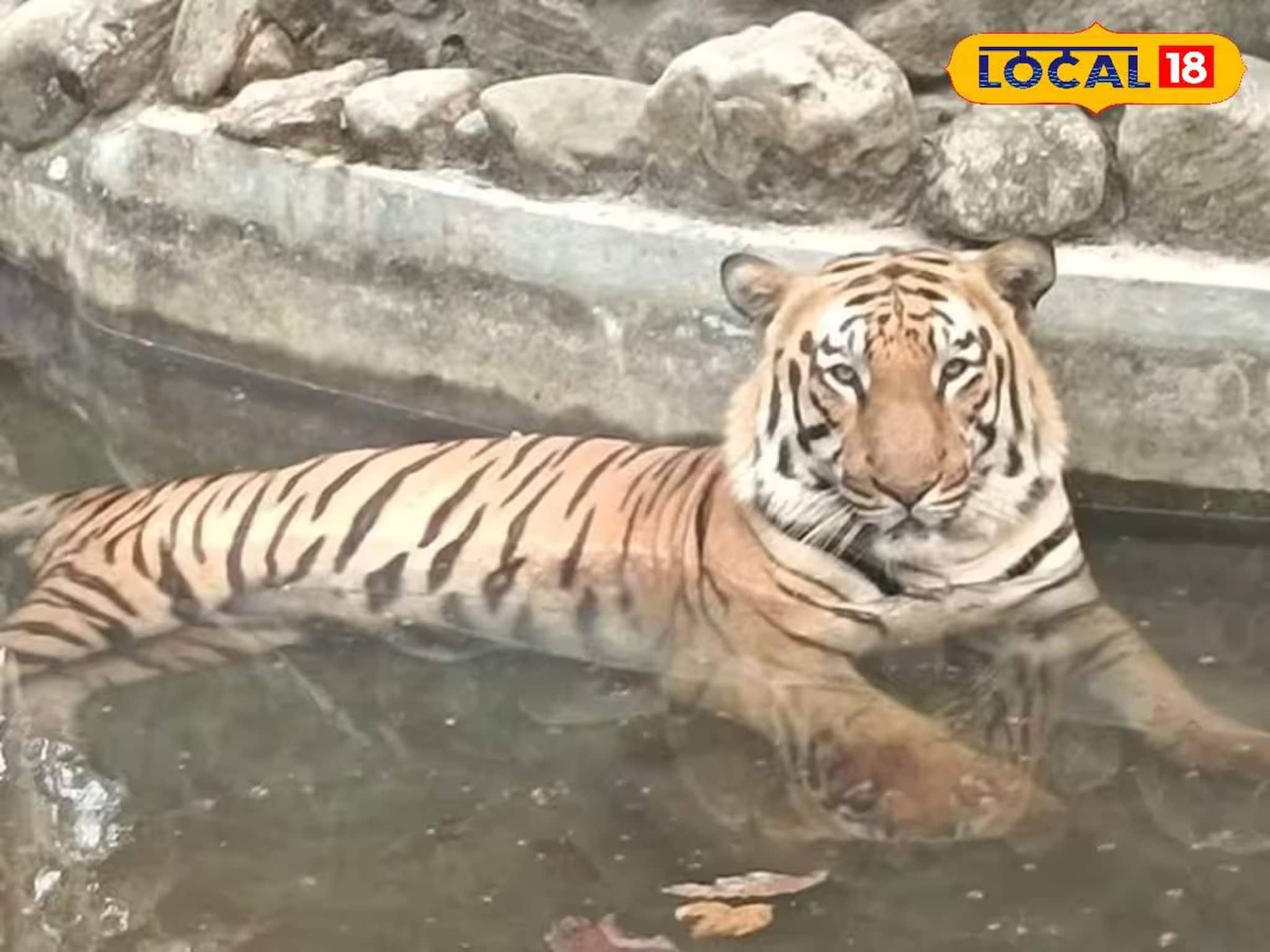 পাহাড়ে ঘুরতে গিয়ে এবার দ্বিগুণ মজা! বেঙ্গল সাফারিতে বাড়ছে টাইগার এনক্লোজার