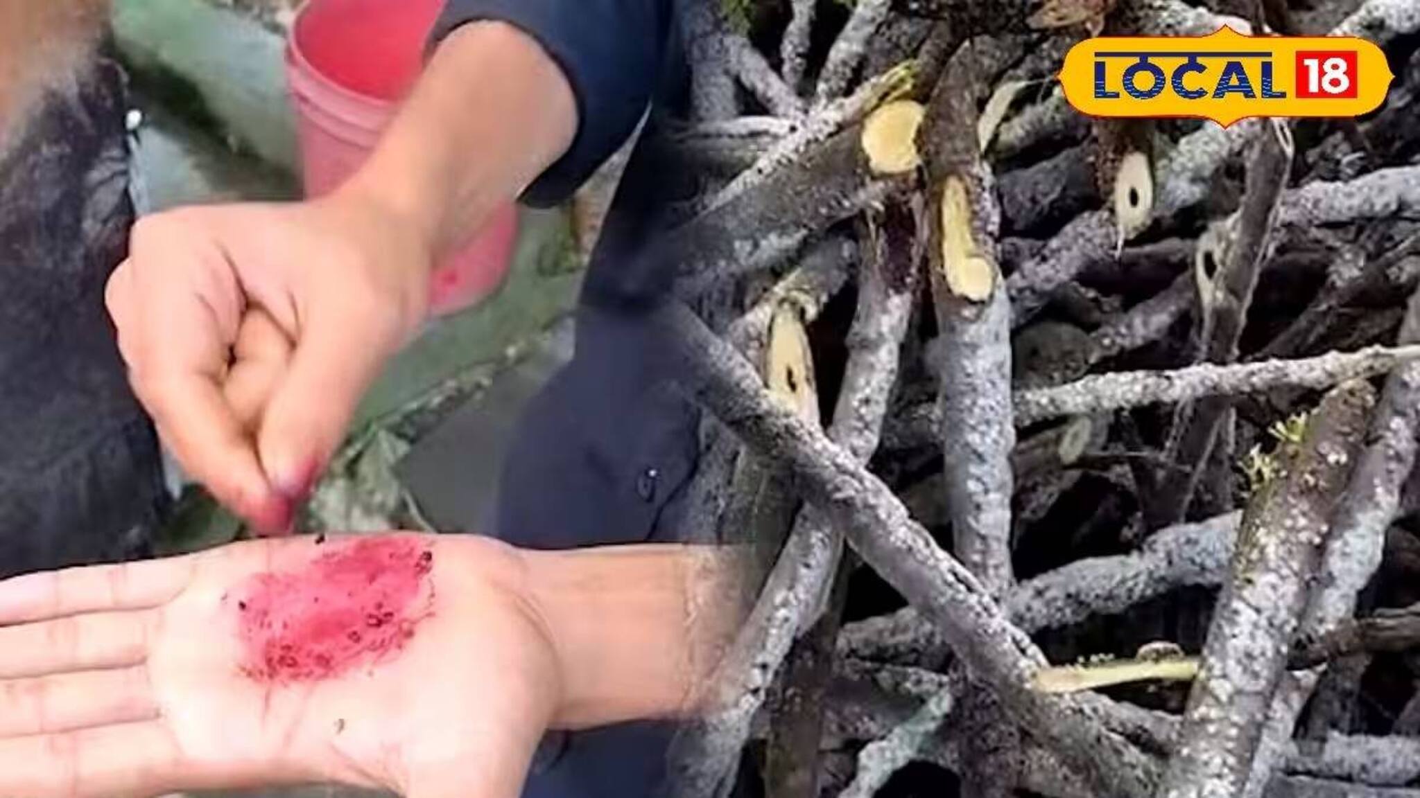 গাছের গায়ে রঙের 'খনি'! এই ছত্রাক থেকেই তৈরি হচ্ছে ভেষজ রঙ