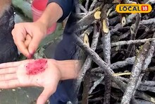 গাছের গায়ে রঙের 'খনি'! এই ছত্রাক থেকেই তৈরি হচ্ছে ভেষজ রঙ