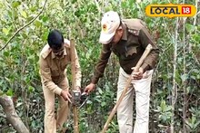 শীত মানেই সুন্দরবনে পর্যটকদের ভিড়! এই আবহে শুরু বাঘ শুমারির কাজ