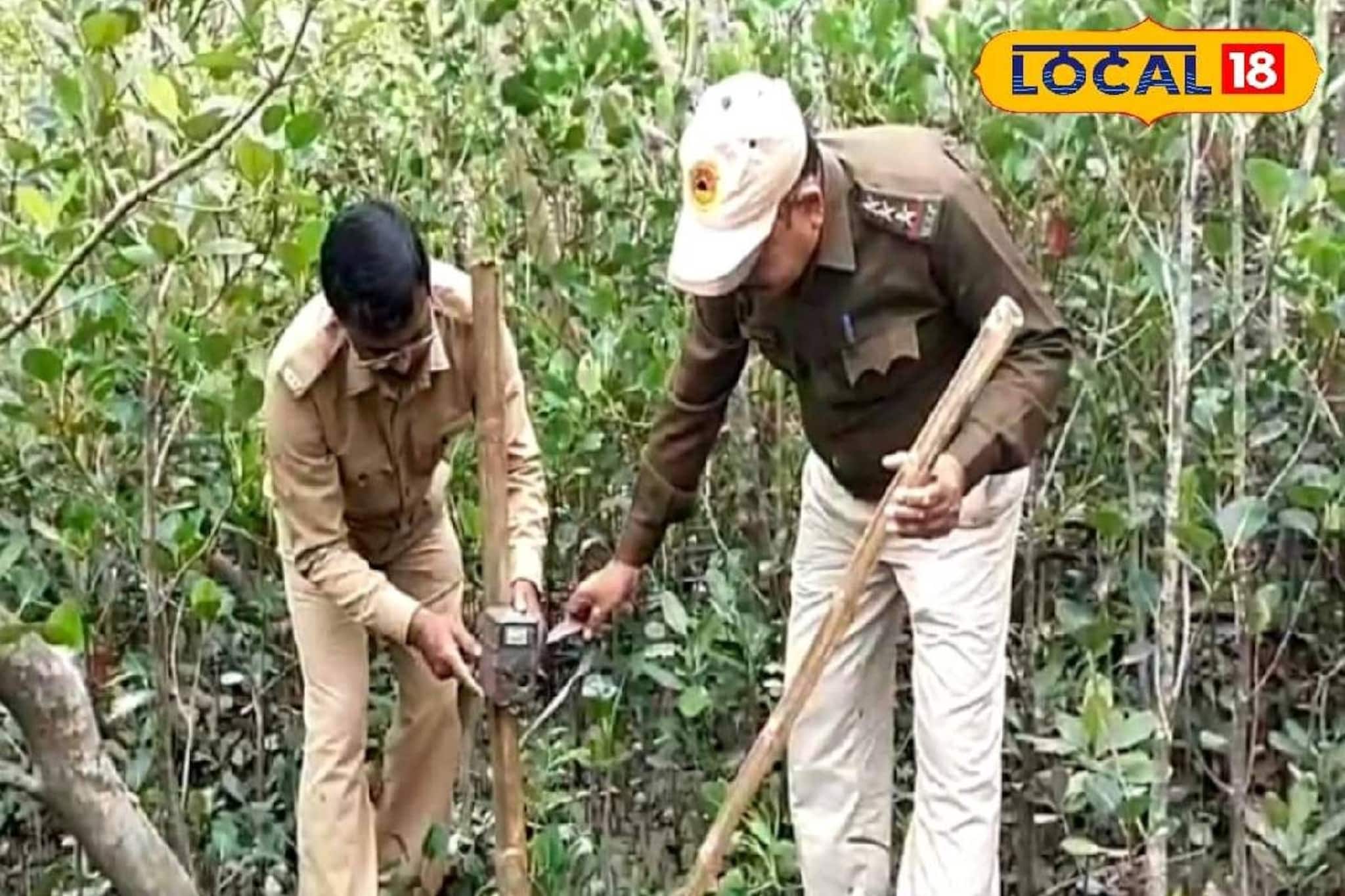 South 24 Parganas News: শীত মানেই সুন্দরবনে পর্যটকদের ভিড়! এই আবহে শুরু বাঘ শুমারির কাজ, ঘুরতে যাওয়ার প্ল্যান থাকলে জানুন খুঁটিনাটি