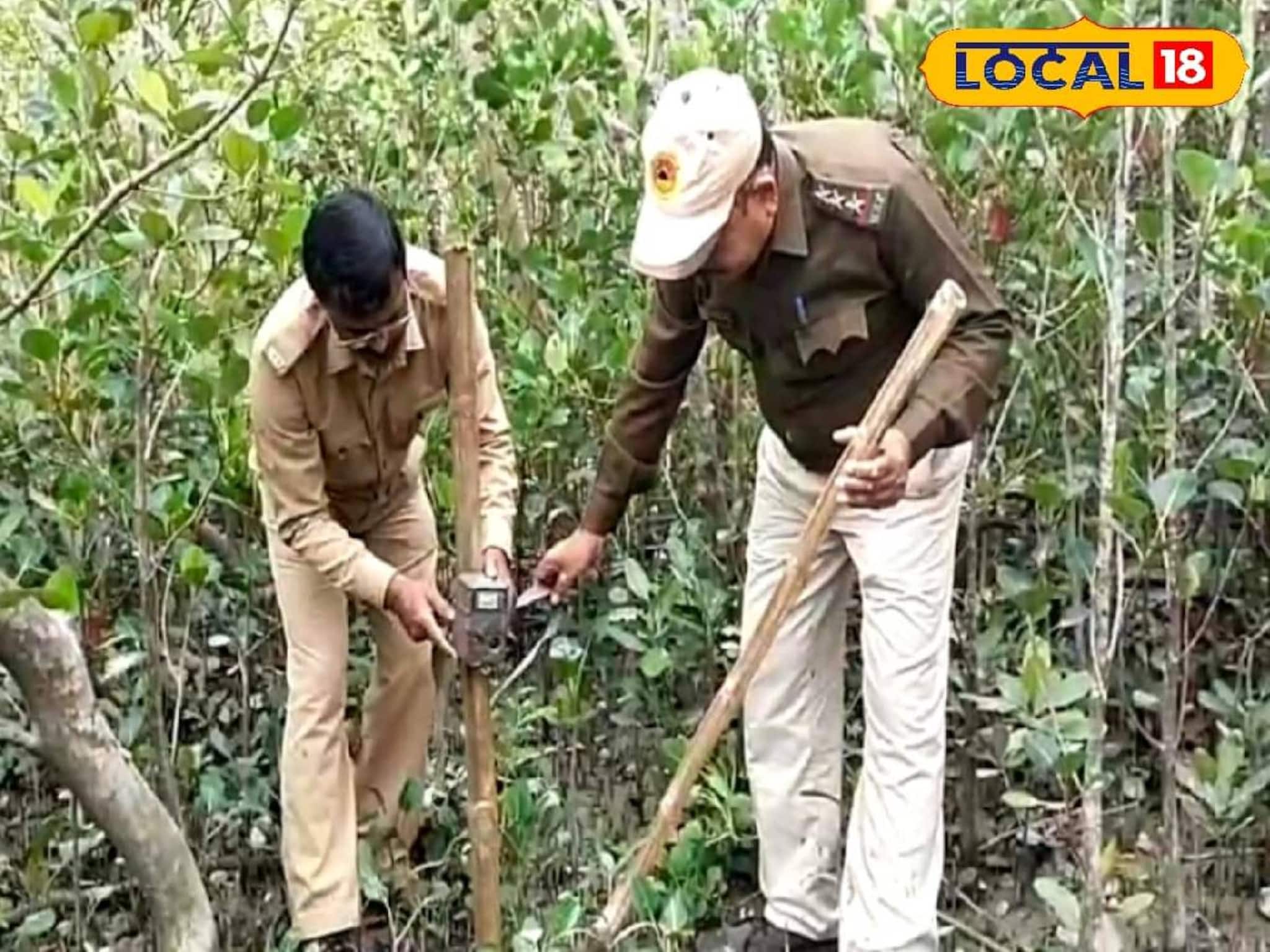 South 24 Parganas News: শীত মানেই সুন্দরবনে পর্যটকদের ভিড়! এই আবহে শুরু বাঘ শুমারির কাজ, ঘুরতে যাওয়ার প্ল্যান থাকলে জানুন খুঁটিনাটি