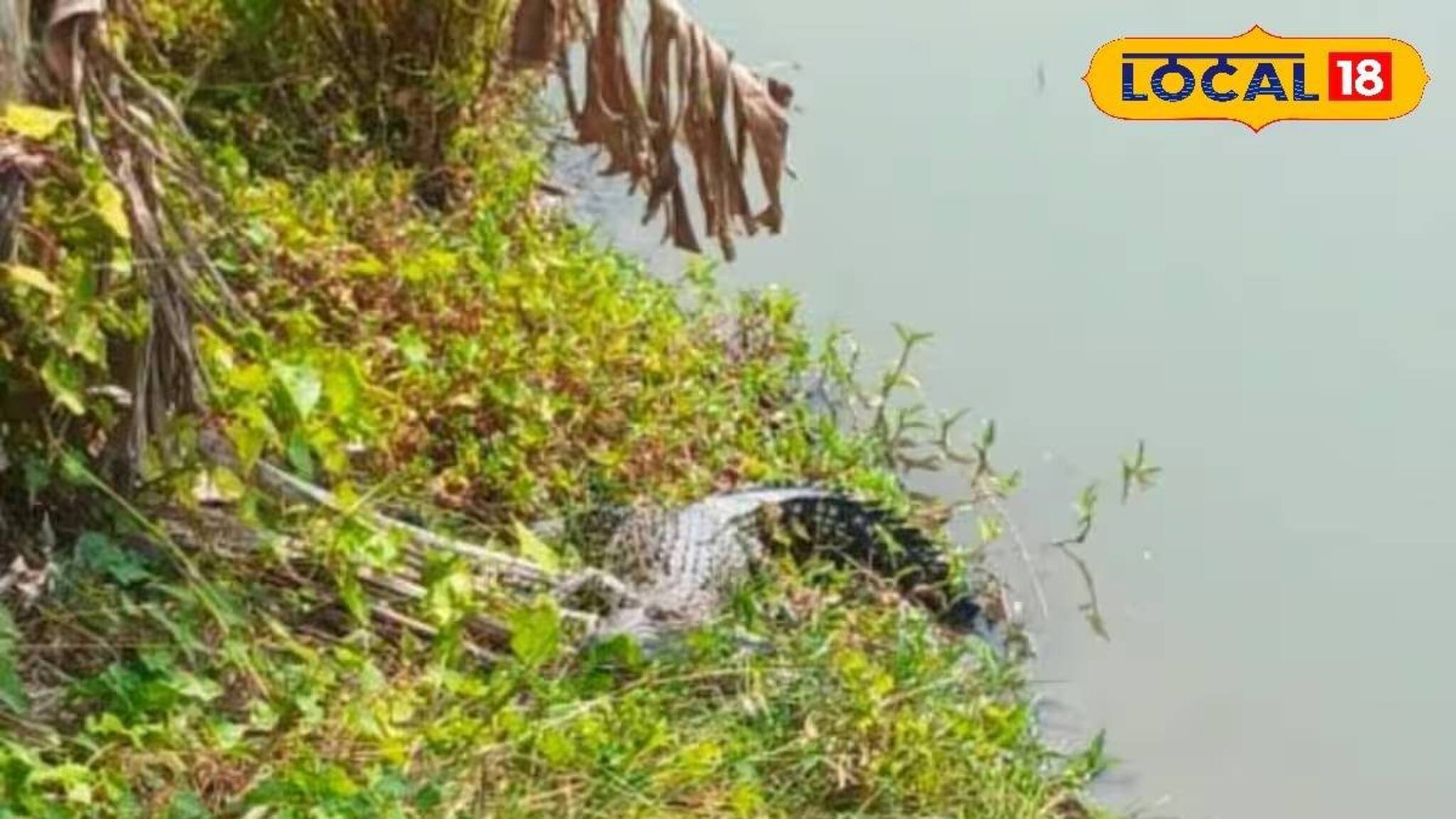পুকুরপাড়ে শুয়ে রয়েছে আস্ত কুমির! দক্ষিণ গোবিন্দপুরে আতঙ্ক
