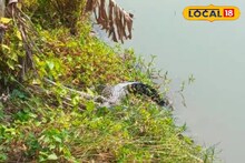 পুকুরপাড়ে শুয়ে রয়েছে আস্ত কুমির! দক্ষিণ গোবিন্দপুরে আতঙ্ক