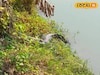 পুকুরপাড়ে শুয়ে রয়েছে আস্ত কুমির! দক্ষিণ গোবিন্দপুরে আতঙ্ক