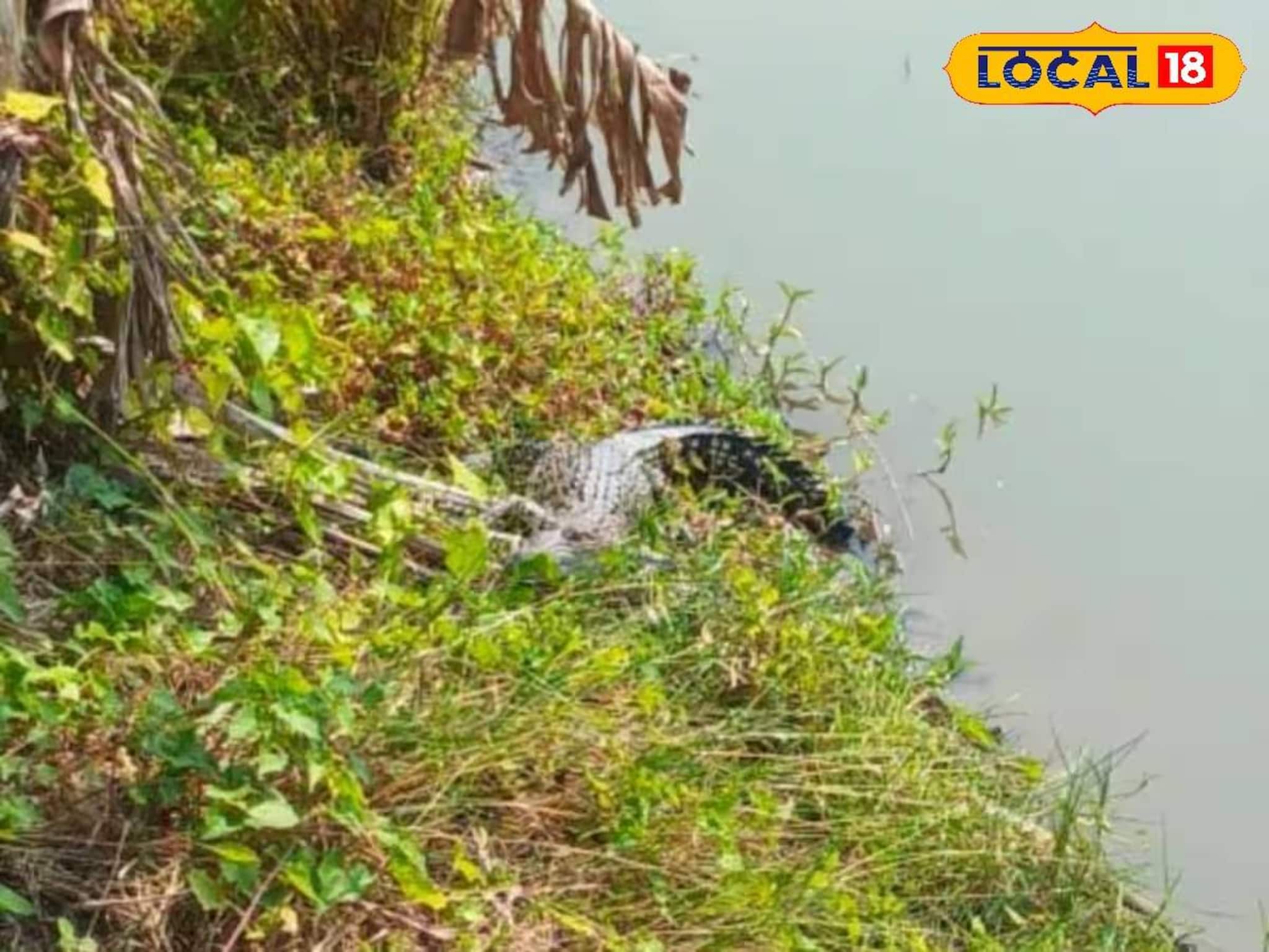 South 24 Parganas News: পুকুরপাড়ে যেতেই আত্মারাম খাঁচা! শুয়ে রয়েছে আস্ত কুমির, দক্ষিণ গোবিন্দপুরে আতঙ্ক, দেখুন ভিডিও