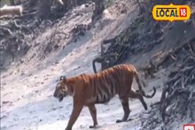 সুন্দরবনে ফের বাঘের দেখা! ৩ বার দর্শন দিলেন 'রয়্যাল বেঙ্গল টাইগার'!