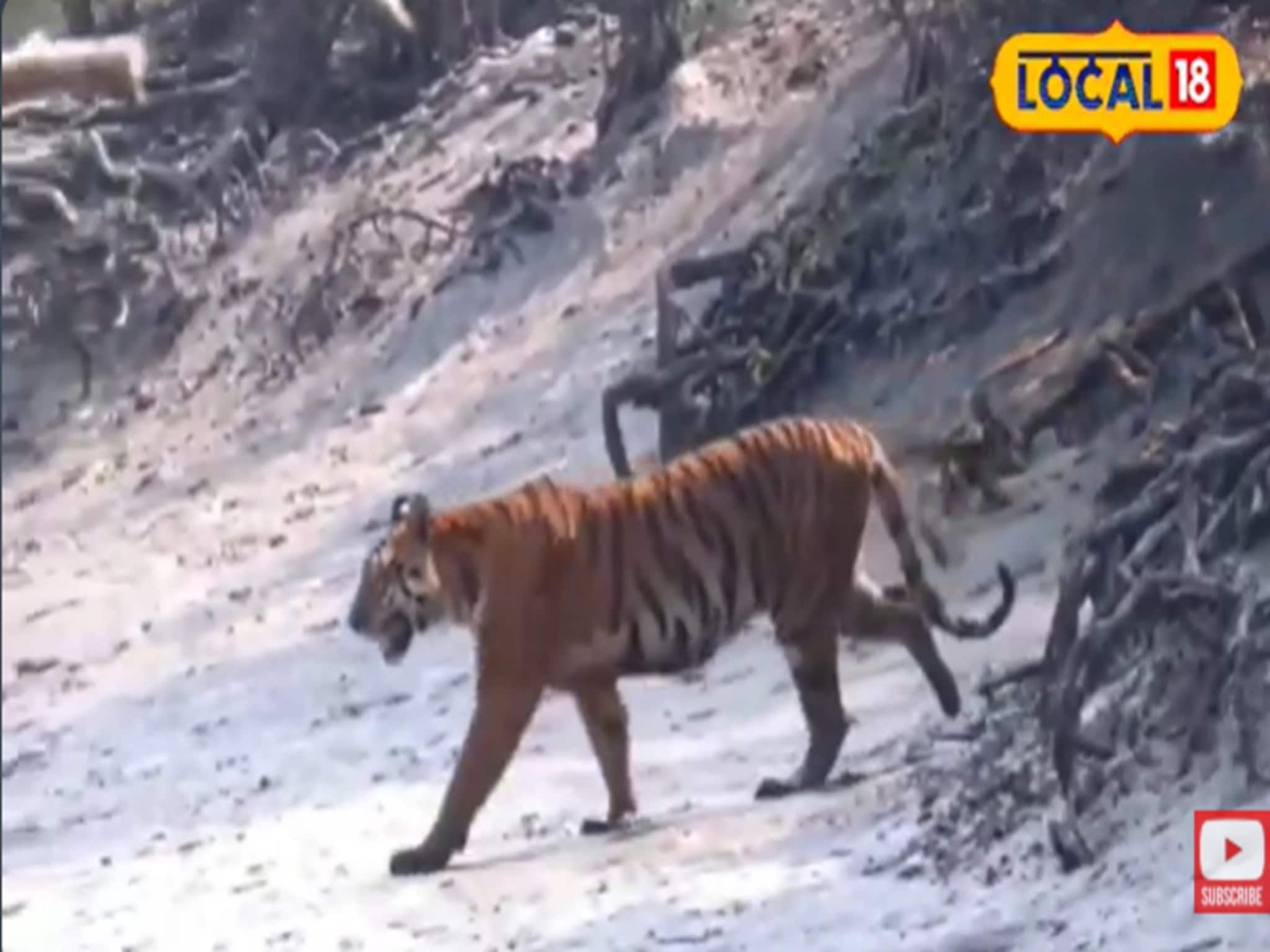 সুন্দরবনে ফের বাঘের দেখা! ৩ বার দর্শন দিলেন 'রয়্যাল বেঙ্গল টাইগার'!