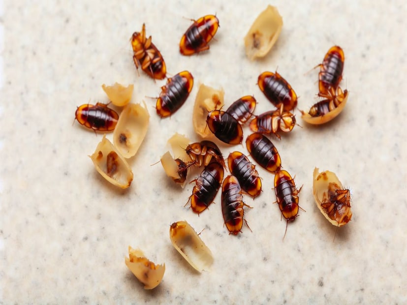 বাড়িতে রান্নাঘরে কৌটো সরাতে গেলেই বিড়বিড় করতে থাকে কখনও তেলাপোকাদের দল, আবার কখনও বাথরুমের মেঝেতে থিকথিক করতে দেখা যায় ওদের। যেখানে খাবার খুঁজে পায় তারা সেখানেই সকলের অলক্ষ্যে আস্তানা তৈরি করে ফেলে নিমেষের মধ্যে।