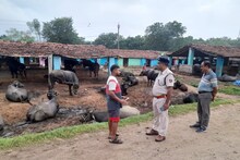 রোজ রোজ দুর্ঘটনা, বারবার থমকাচ্ছে রাজধানী, দুরন্ত! লাইনে গবাদি পশুর চলে আসায় সমস্যায় রেল