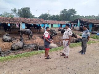 * বারবার লাইনে গবাদি পশুর চলে আসা, সমস্যা রেল চলাচলে