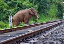 বারবার ট্রেনের ধাক্কায় হাতির মৃত‍্যু! রোধে এবার বিশেষ সতর্কতা অবলম্বন লোকো পাইলটদের
