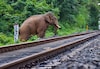 বারবার ট্রেনের ধাক্কায় হাতির মৃত‍্যু! রোধে এবার বিশেষ সতর্কতা অবলম্বন লোকো পাইলটদের