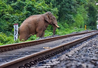 * হাতির মৃত্যু রোধে অনুকরণীয় সতর্কতা অবলম্বন উত্তর-পূর্ব সীমান্ত রেলওয়ের লোকো পাইলটদের * হাতির মৃত্যু রোধে অনুকরণীয় সতর্কতা অবলম্বন উত্তর-পূর্ব সীমান্ত রেলওয়ের লোকো পাইলটদের