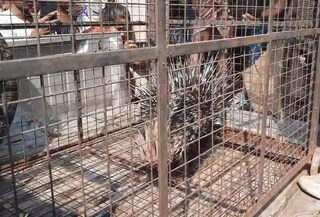 হইচই গ্রাম জুড়ে, উদ্ধার হল সজারু! কোথায় জানেন?