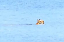 Royal Bengal Tiger at Sunderban: খাঁড়ি পেরোচ্ছে রয়্যাল বেঙ্গল, সুন্দরবনে ফের বাঘের দর্শন! দেখুন ভিডিও