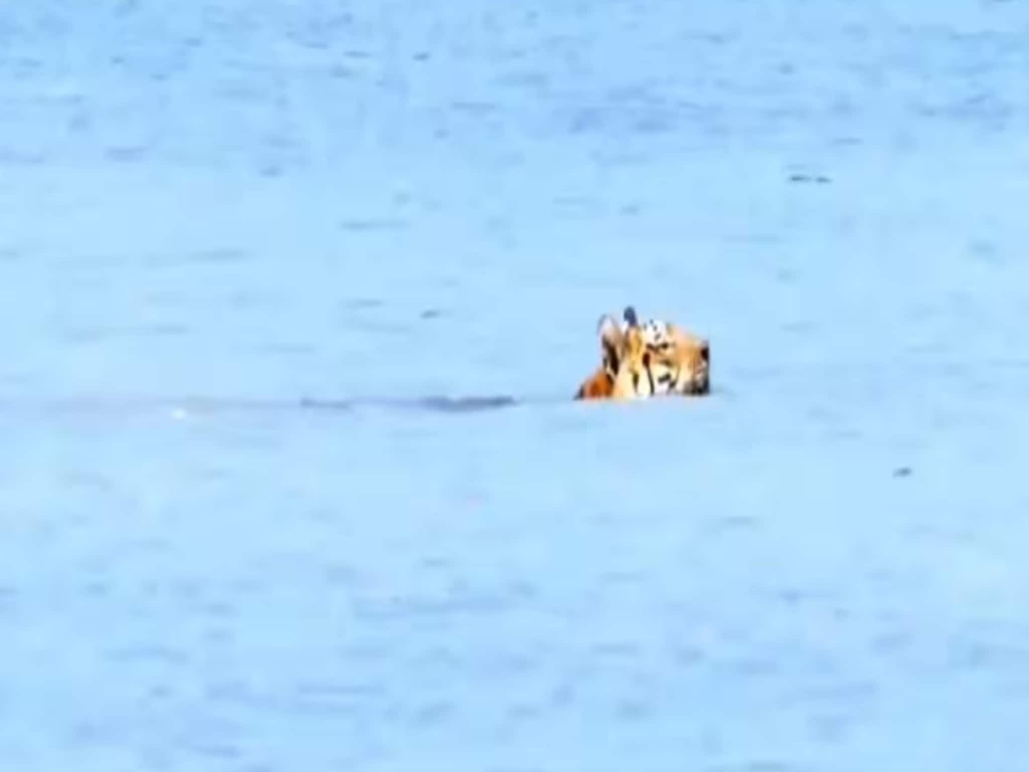 Royal Bengal Tiger at Sunderban: খাঁড়ি পেরোচ্ছে রয়্যাল বেঙ্গল, সুন্দরবনে ফের বাঘের দর্শন! দেখুন ভিডিও