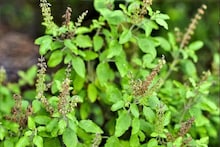 Tulsi Care Tips: অনেক যত্নেও শুকিয়ে যাচ্ছে বাড়ির তুলসী গাছ! মাত্র ১০ টাকা খরচে গাছ ভরবে সবুজ পাতায়, জানুন ট্রিক