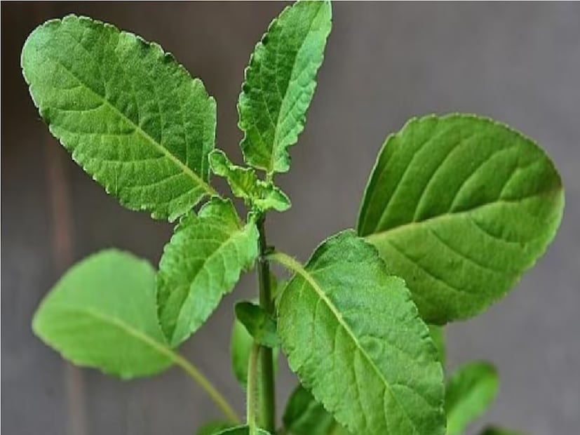 *তুলসী গাছের বৃদ্ধি এবং সবুজ রাখার জন্য, এতে বাটারমিল্ক যোগ করুন। বাটারমিল্কের সঙ্গে জল মিশিয়ে তুলসী গাছের মাটিতে ঢেলে দিন। মাসে একবার বা দু'বার এই প্রতিকারটি ব্যবহার করে দেখুন। বাটারমিল্কে ল্যাকটিক অ্যাসিড থাকে, যা মাটির উপকার করে। এটি মাটির গুণমান উন্নত করে এবং গাছের বৃদ্ধি ত্বরান্বিত করে।