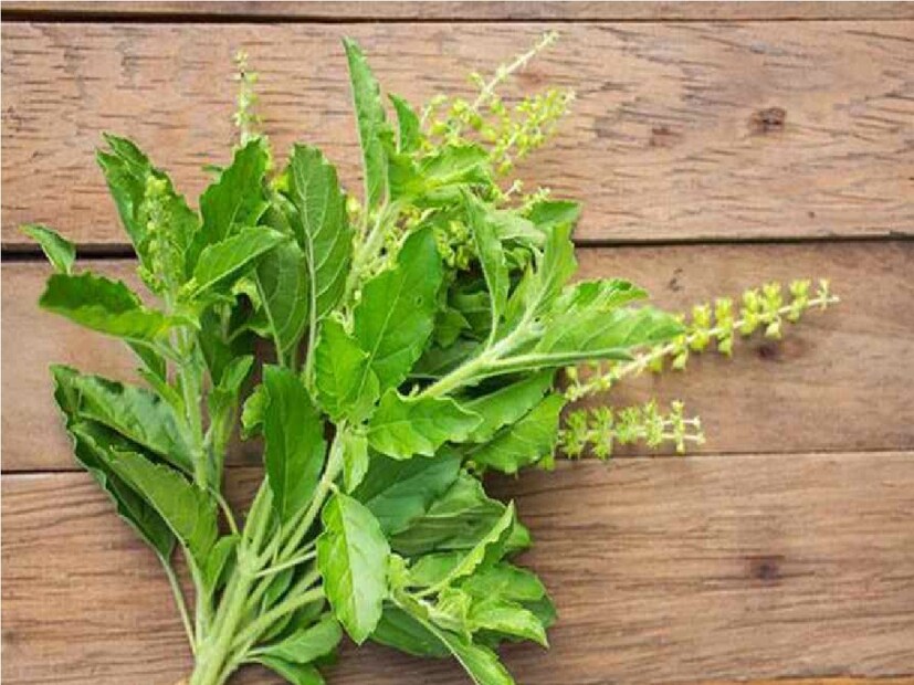 *উঠোনে বা বারান্দায় রাখা তুলসী গাছ শীতকালে সরাসরি শিশিরের সংস্পর্শে এলে শুকিয়ে যেতে পারে। গাছগুলিকে কাপড় দিয়ে ঢেকে রাখাই ভাল। আপনি একটি উপযুক্ত শেডও তৈরি করতে পারেন।