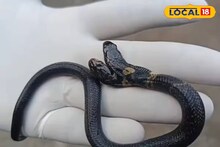 West Medinipur: এক শরীরে ২টি মাথা, ২টি জিভ! মেদিনীপুরে দু’মুখো সাপ উদ্ধার, তীব্র চাঞ্চল্য এলাকায়