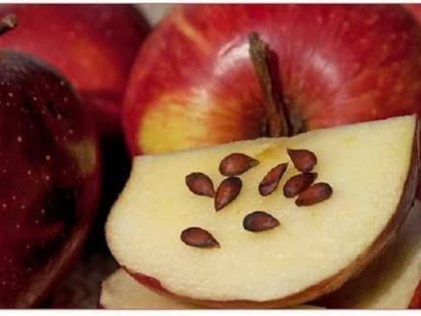 অনেক গবেষণার মতে সেবের ১০০ থেকে ২০০টি বীজ চিবিয়ে খেলে মানুষের স্বাস্থ্যের অবনতি হতে পারে। যদি এর ফলে শরীরে বেশি সায়ানাইড তৈরি হয়, তাহলে মৃত্যু হতে পারে। সাধারণত মানুষ এত বড় পরিমাণে বীজ কখনও খায় না। এক-দুইটি বীজ চিবিয়ে খেলে কোনও ক্ষতি হয় না।