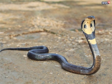 শীতে সাপ, টিকটিকি উধাও! কোথায় যায় এই প্রাণীরা? রহস্যের উত্তর দিচ্ছেন বিশেষজ্ঞরা শীতে সাপ, টিকটিকি উধাও! কোথায় যায় এই প্রাণীরা? রহস্যের উত্তর দিচ্ছেন বিশেষজ্ঞরা