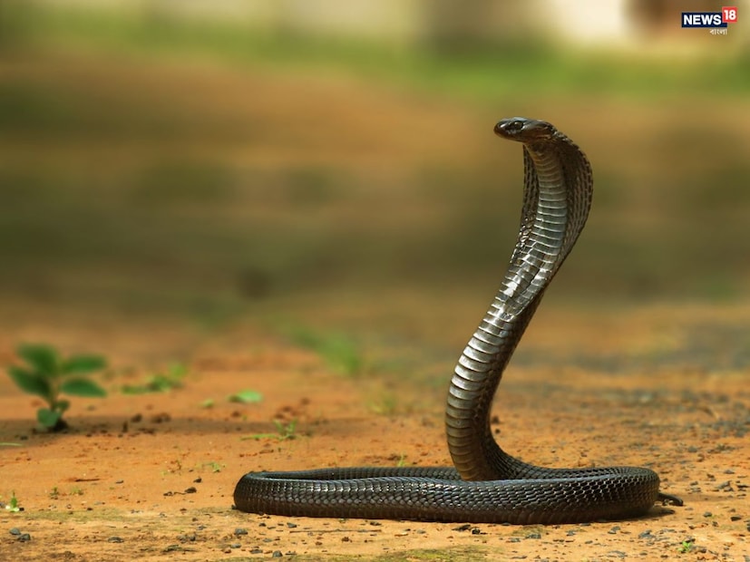 এই প্রশ্নের উত্তর খুঁজতে, লোকাল ১৮ টিম সাতনার পশুচিকিৎসা হাসপাতালের ইনচার্জ ডঃ বৃহস্পতি ভারতীর সঙ্গে যোগাযোগ করে। তিনি ব্যাখ্যা করেন যে শীতকালে বেশিরভাগ প্রাণীই শীতনিদ্রায় চলে যায় - এমন একটি ঘুম যেখানে তাদের শরীর সম্পূর্ণরূপে শক্তি সংরক্ষণ এবং তাপমাত্রার ভারসাম্য বজায় রাখে।