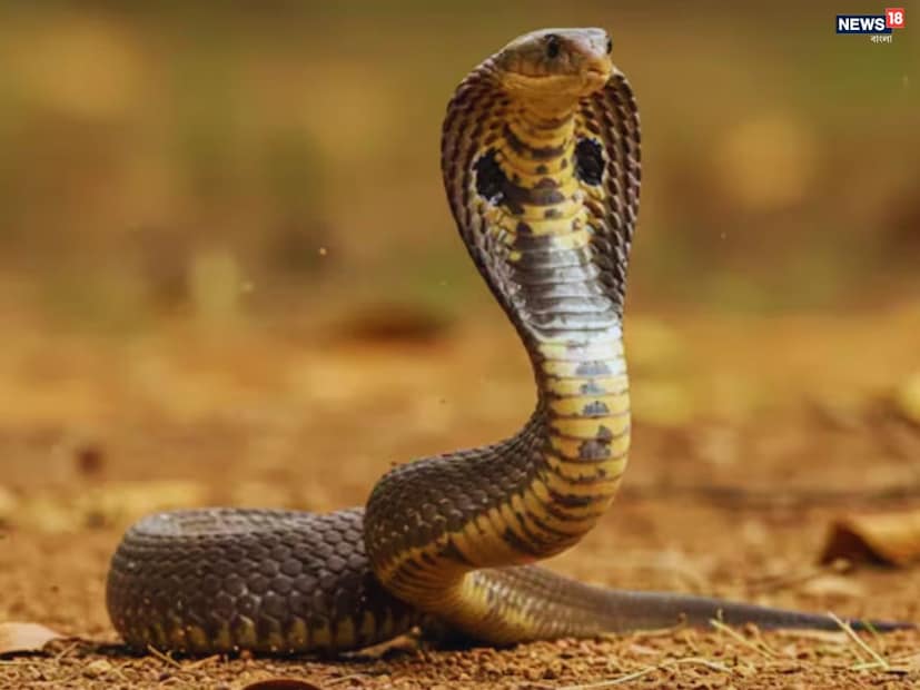 শীতকালে সাপ কোথায় অদৃশ্য হয়ে যায়?ডঃ ভারতী ব্যাখ্যা করেন যে সাপ হল তাপ নিয়ন্ত্রণকারী, ঠান্ডা রক্তের প্রাণী, যার অর্থ তাদের শরীরের তাপমাত্রা বাইরের তাপমাত্রার সাথে সামঞ্জস্য করতে পারে না। ঠান্ডা বাড়ার সঙ্গে সঙ্গে তাদের শরীরের তাপমাত্রাও কমতে শুরু করে।