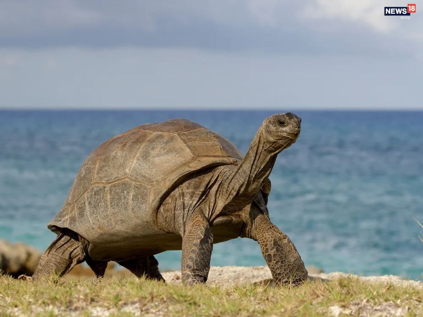 তাদের তাপমাত্রার ভারসাম্য বজায় রাখার জন্য, তারা গর্ত, ফাটল বা ফাঁপা গাছে লুকিয়ে থাকে। এই অবস্থাকে বলা হয় শীতনিদ্রা। এই সময়ে, কোবরা, ক্রেইট এবং রাসেলস ভাইপারের মতো স্থানীয়ভাবে বিষাক্ত সাপ হোক বা অজগরের মতো বড় সাপ, সকলেই এই অবস্থায় প্রবেশ করে। তবে, কখনও কখনও অজগর এবং অন্যান্য বড় সাপকে তাদের শরীর উষ্ণ রাখার জন্য শীতের হালকা রোদে বেরিয়ে যেতে দেখা যায়, তবে এমন ঘটনা বিরল।