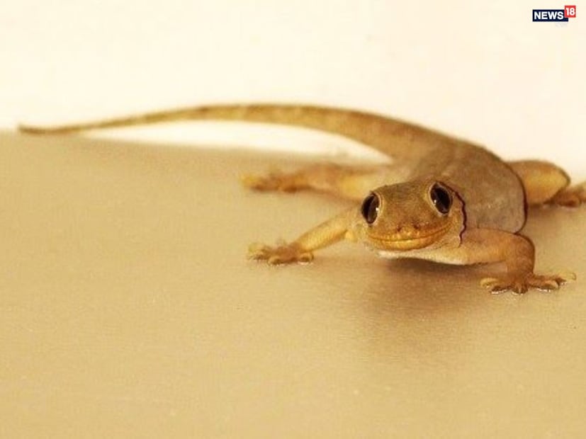 এই প্রাণীগুলি কখন জেগে ওঠে?ডঃ ভারতীর মতে, শীতকাল শেষ হওয়ার সাথে সাথে তাপমাত্রা বৃদ্ধির সাথে সাথে এই প্রাণীগুলি তাদের শীতনিদ্রা থেকে বেরিয়ে আসে। মার্চ মাসের মধ্যে, প্রায় সমস্ত সাপ এবং অন্যান্য প্রাণী স্বাভাবিক কার্যকলাপে ফিরে আসে। বর্ষাকালে, যখন তাদের গর্তগুলিতে জল ভরে যায়, তখন তারা বেরিয়ে আসতে বাধ্য হয়।