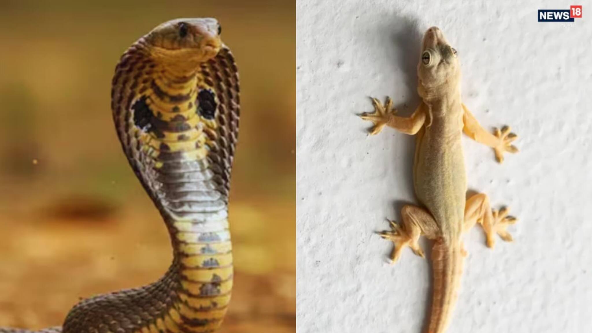 GK: শীতে সাপ, টিকটিকি উধাও! কোথায় যায় এই প্রাণীরা? রহস্যের উত্তর দিচ্ছেন বিশেষজ্ঞরা