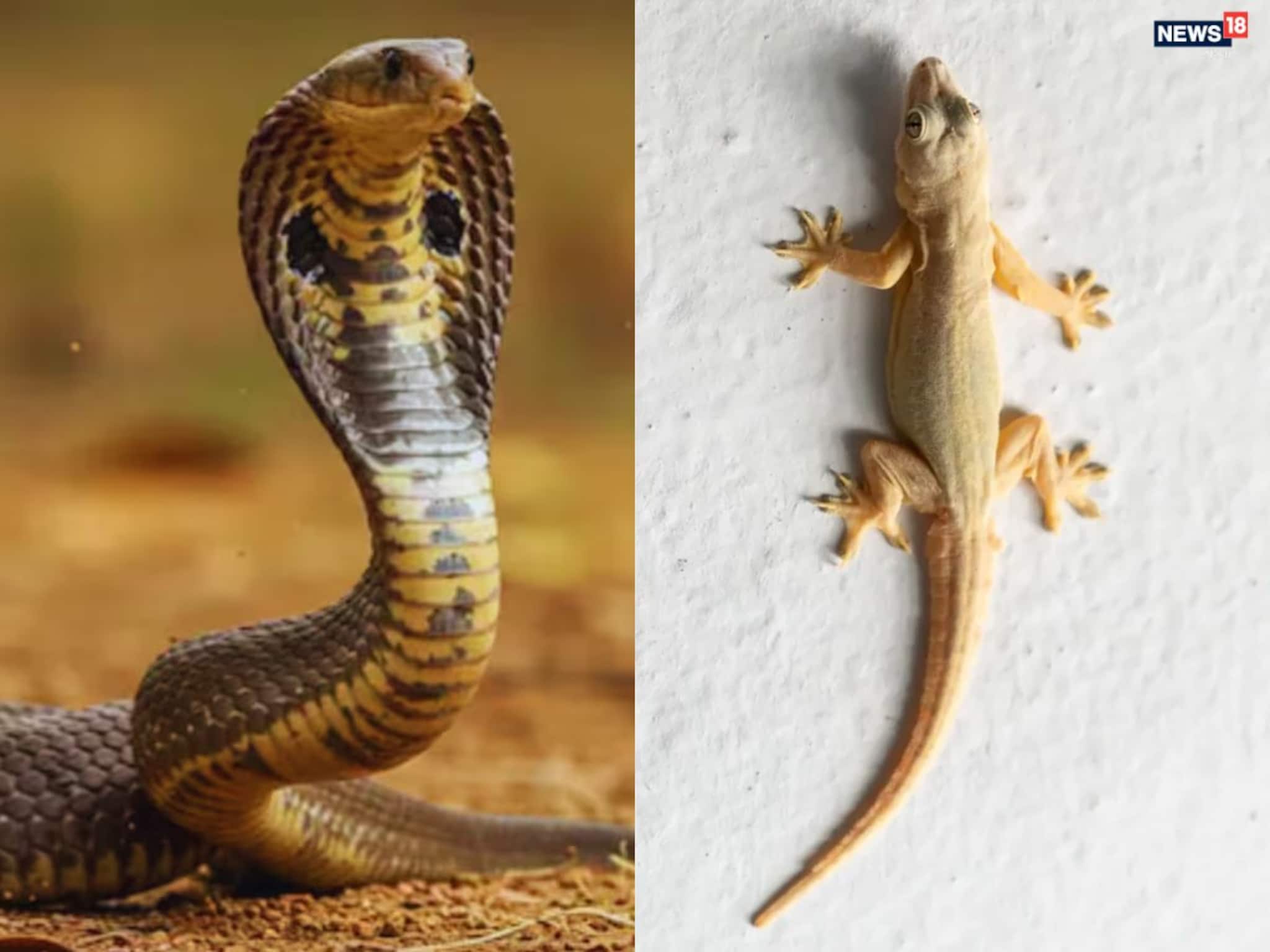 GK: শীতে সাপ, টিকটিকি উধাও! কোথায় যায় এই প্রাণীরা? রহস্যের উত্তর দিচ্ছেন বিশেষজ্ঞরা